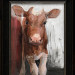 Red and white Holstein calf