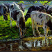 Black and white Holstein cattle drinking from a stream