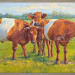 Lakenvelder cattle