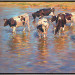 Cattle cooling down