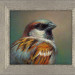 Portrait of a House Sparrow