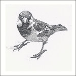 Museum sparrow