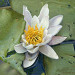 Waterlily flouer seen from above