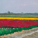 Tulpenveld bij Callantsoog
