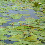 Water lilies at the "Ronde Hoep"