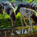 Black and white Holstein cattle drinking from a stream