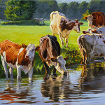 Red and white Holstein cattle drinking from a stream